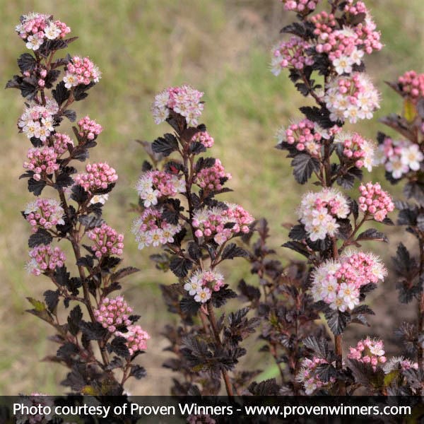 Tiny Wine® Ninebark