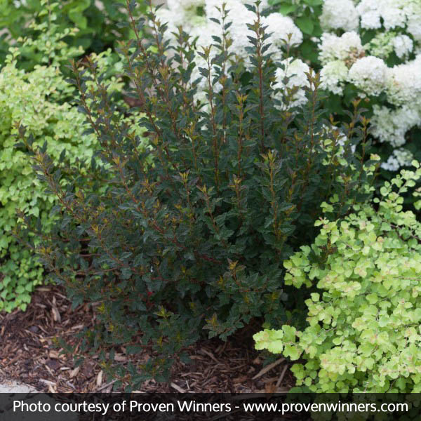 Tiny Wine® Ninebark - Image 5