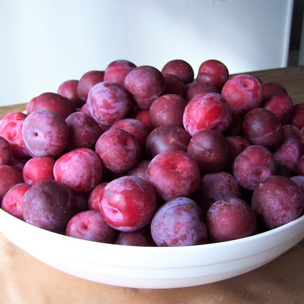 Toka Plum Tree - Image 5