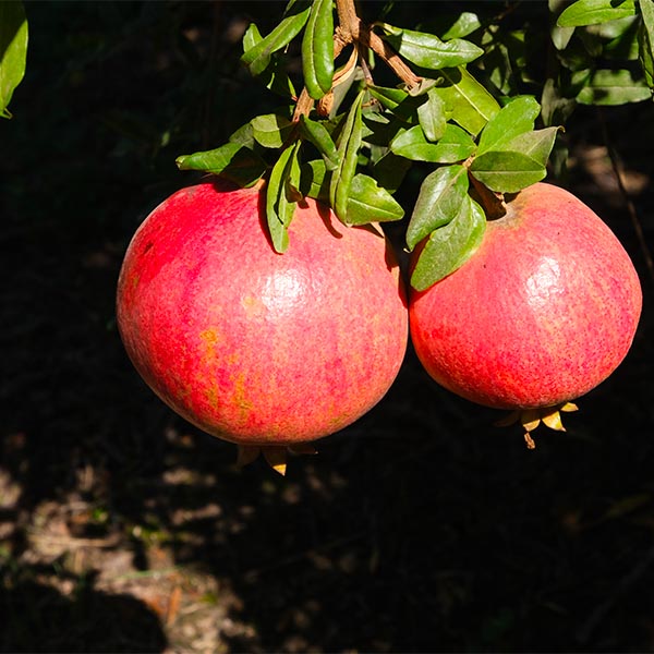 Tom's Red Pomegranate Tree - Image 3