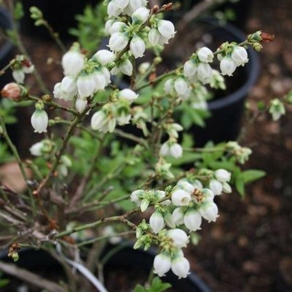 Top Hat Blueberry - Image 3