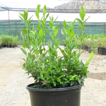 Top Hat Blueberry - Image 5