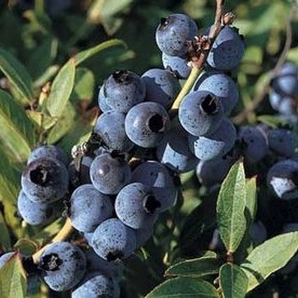 Top Hat Blueberry