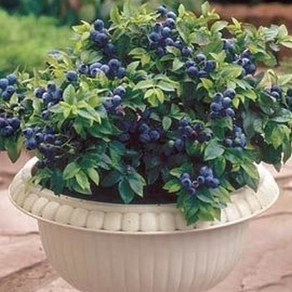 Top Hat Blueberry - Image 4