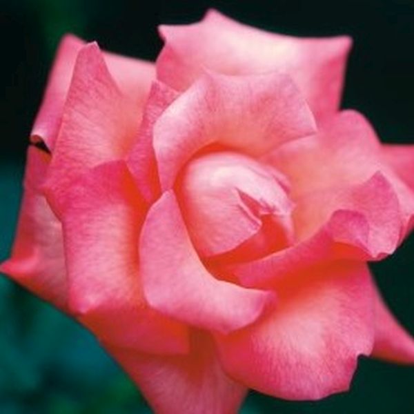 Touch of Class Rose - Image 3