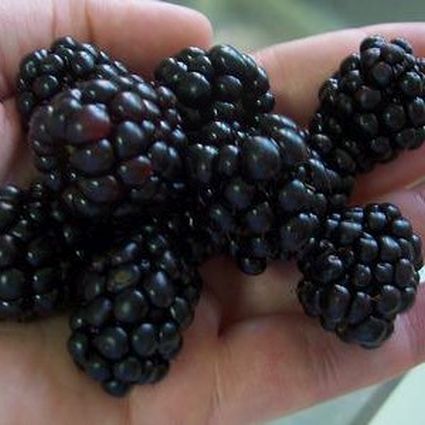 Triple Crown Thornless Blackberry - Image 3