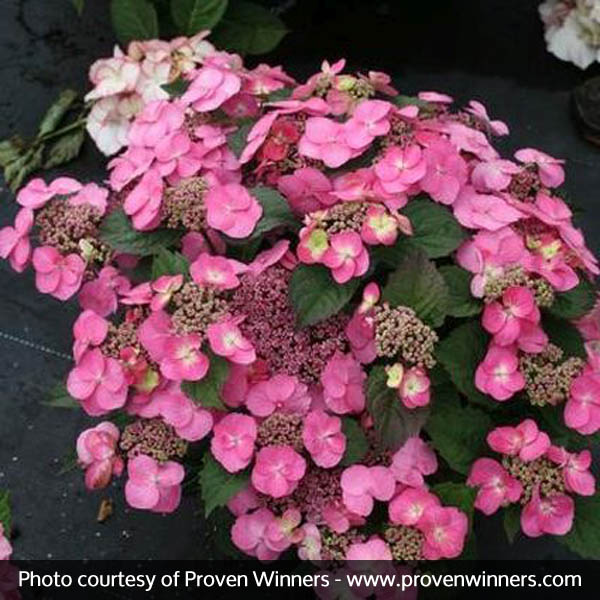 Tuff Stuff™ Reblooming Mountain Hydrangea
