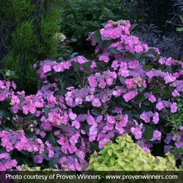 Tuff Stuff™ Reblooming Mountain Hydrangea - Image 4