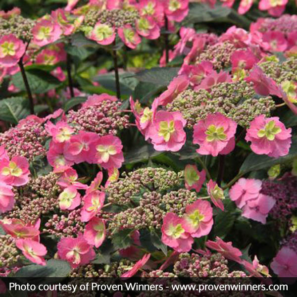 Tuff Stuff™ Reblooming Mountain Hydrangea - Image 3