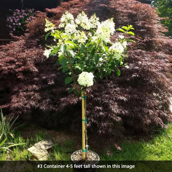 Vanilla Strawberry Hydrangea Tree Form - Image 2