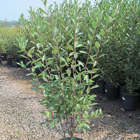 Upright Red Chokeberry - Image 5