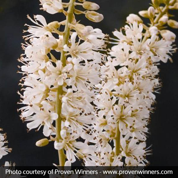 Vanilla Spice® Summersweet - Image 4