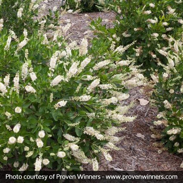 Vanilla Spice® Summersweet