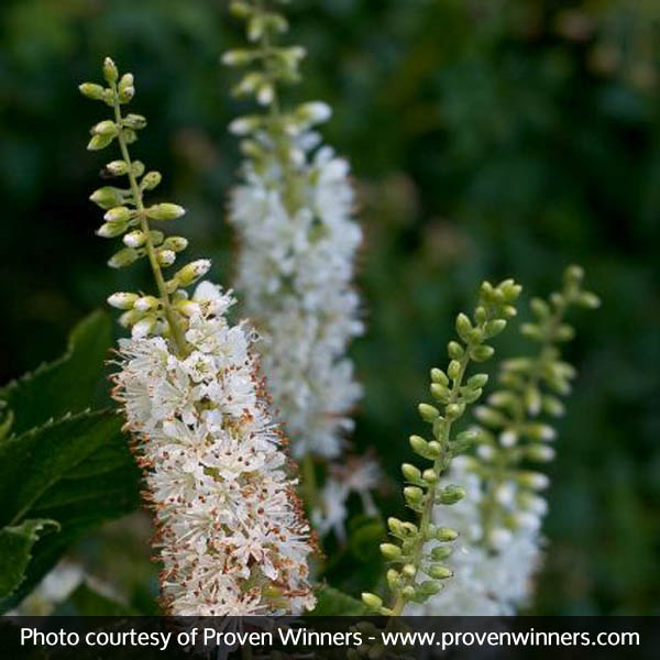 Vanilla Spice® Summersweet - Image 3