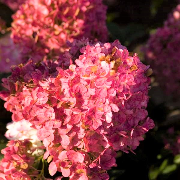 Vanilla Strawberry Hydrangea Tree Form - Image 4