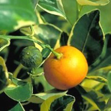 Variegated Calamondin