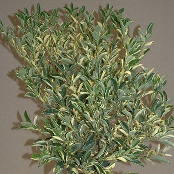Variegated Calamondin - Image 3