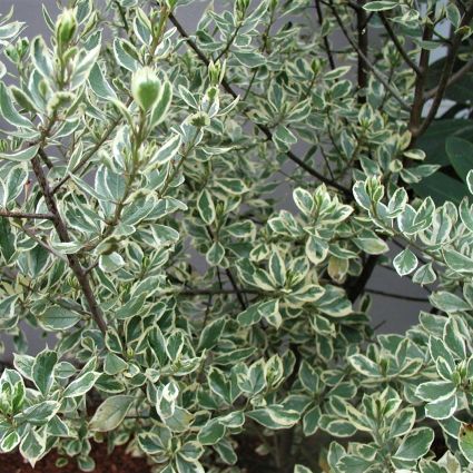 Variegated Italian Buckthorn - Image 3