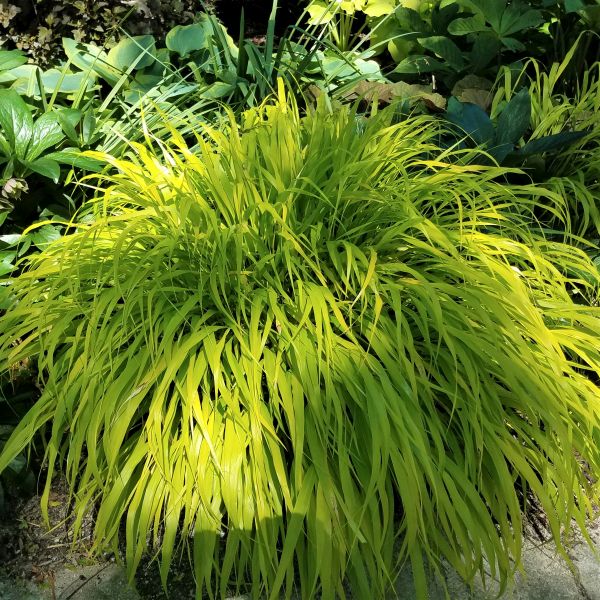 Fubuki Japanese Forest Grass