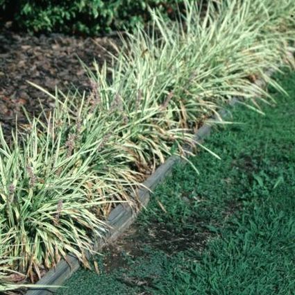 Variegated Liriope - Image 3