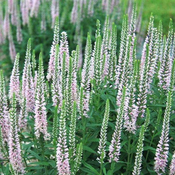 Moody Blues® Pink Veronica