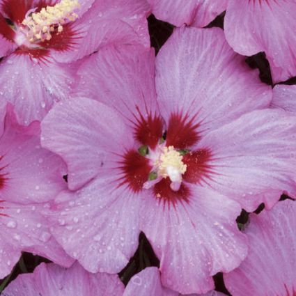 Violet Satin Rose of Sharon