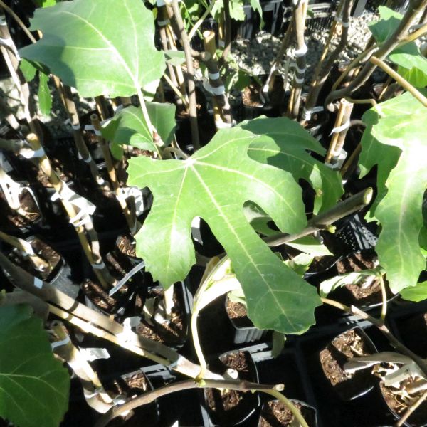 Violette de Bordeaux Fig Tree - Image 3