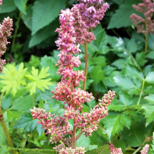 Visions Astilbe - Image 4