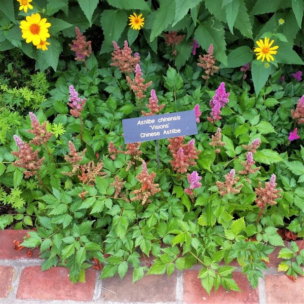 Visions Astilbe - Image 3