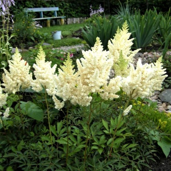 Visions in White Astilbe
