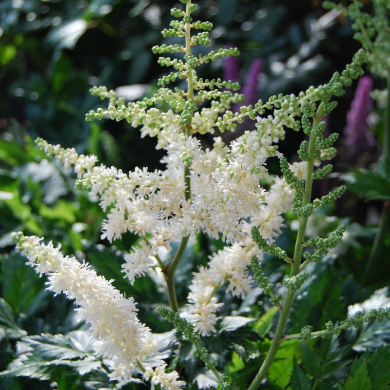 Visions in White Astilbe - Image 4