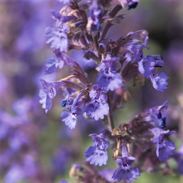 Walker's Low Catmint - Image 5