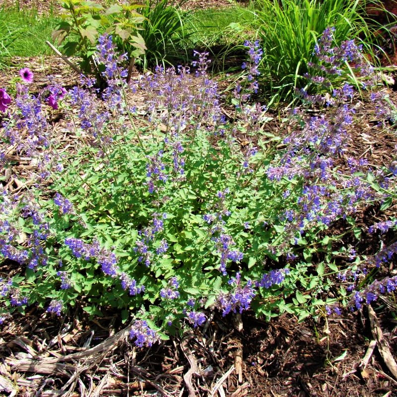 Walker's Low Catmint - Image 3