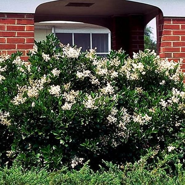 Waxleaf Privet - Image 2