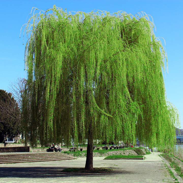 Weeping Willow Tree - Image 4