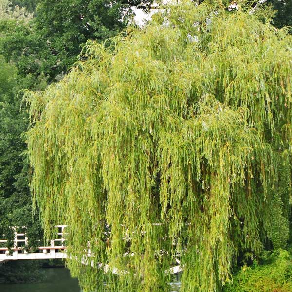 Weeping Willow Tree - Image 5
