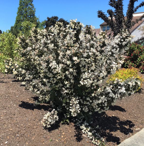 Tuxedo™ Weigela - Image 2