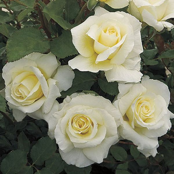 White Licorice™ Rose Tree
