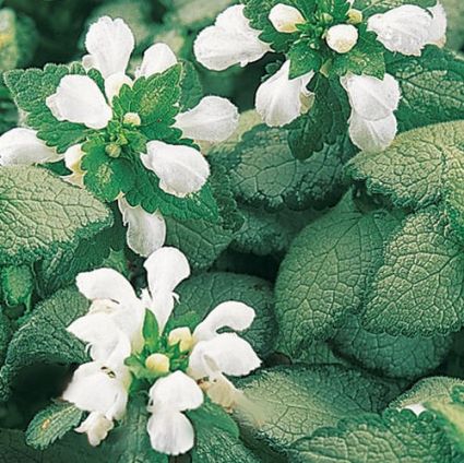 Lamium White Nancy - Image 3