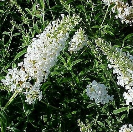 White Profusion Butterfly Bush - Image 2