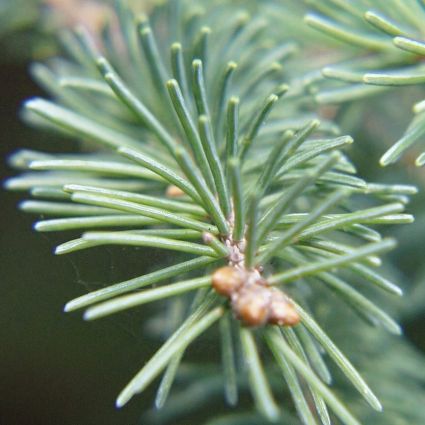 White Spruce Tree - Image 3