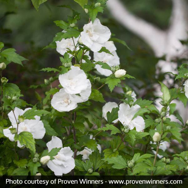 White Chiffon® Rose of Sharon - Image 2
