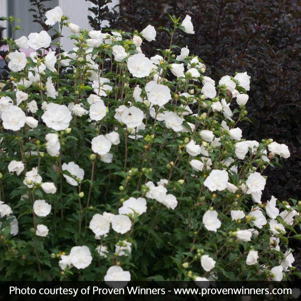 White Chiffon® Rose of Sharon