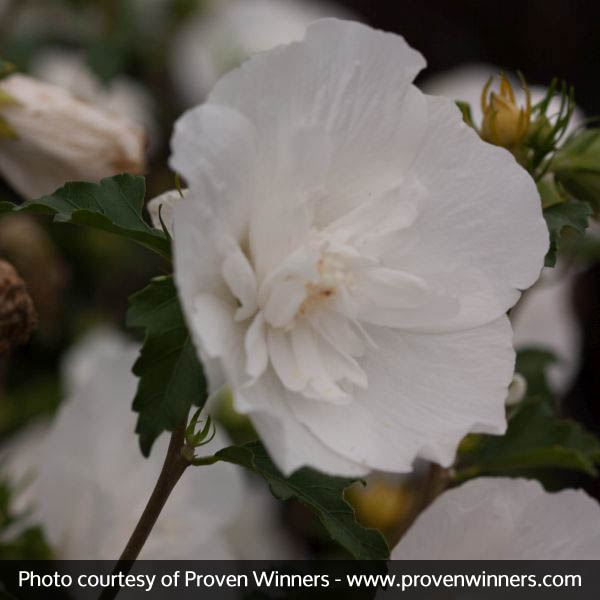 White Chiffon® Rose of Sharon - Image 4