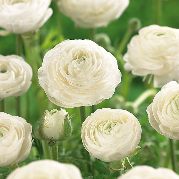 White Ranunculus