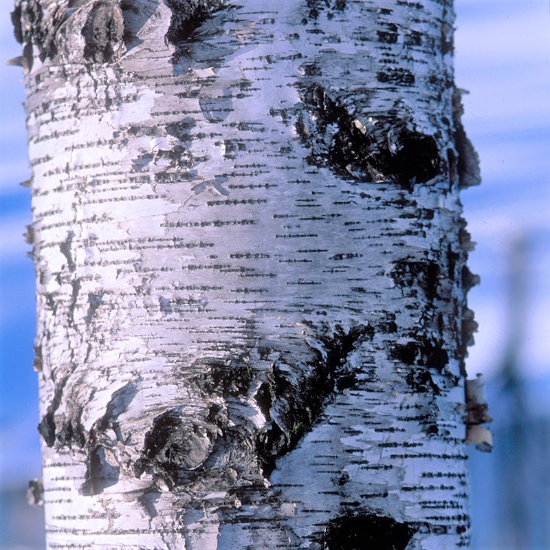 Whitespire Birch - Image 4