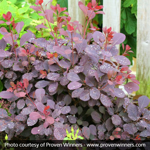 Winecraft Black® Smokebush - Image 4