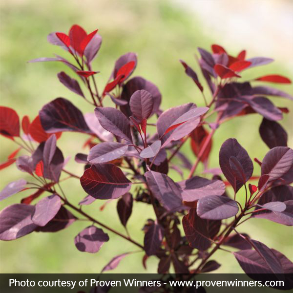Winecraft Black® Smokebush - Image 5
