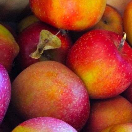 Winesap Apple Tree - Image 3