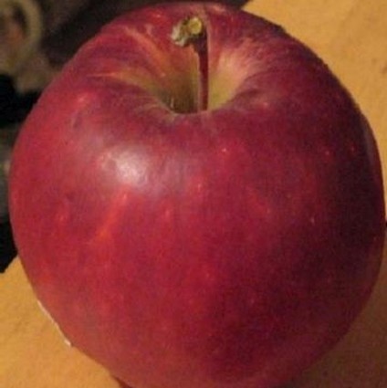 Winesap Apple Tree - Image 4